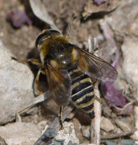 Réf. 278 533 : Merodon clavipes
